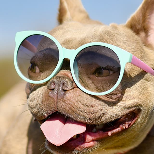 Dog Music Experience