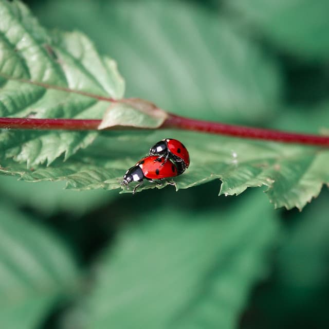 Academia de Música para Hacer el Amor