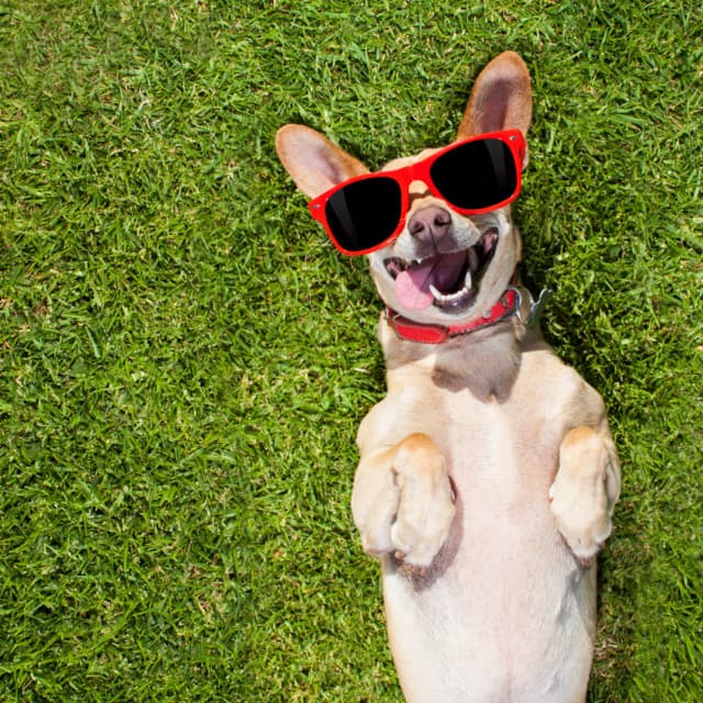 Doggy Relaxing Sounds