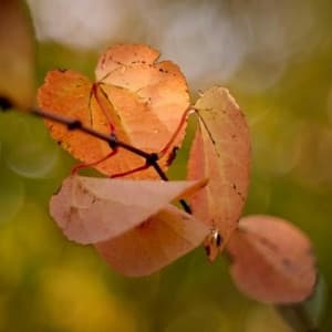 Music of Mauro Giuliani - Mauro Giuliani