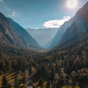 Nature's Serenade: Melodies from the Wild - Birds In The Morning