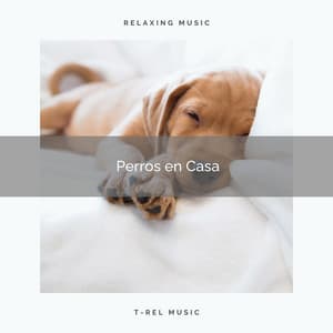 Perros en Casa - Perros que se Quedan en Casa