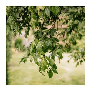 Relaxing Music Background for Study - Deep Focus Study