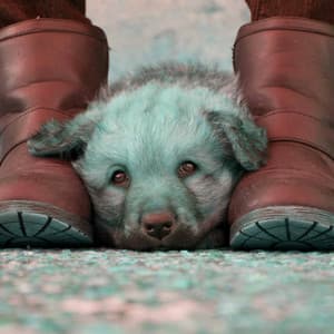 Magnificent Bgm for Friday Dog Events - Relax My Puppy