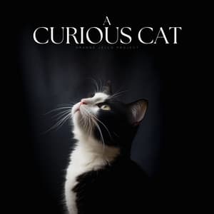 A Curious Cat - Music For Cats