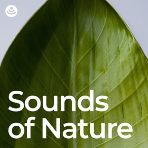 Sounds of Nature - Ambient Nature White Noise