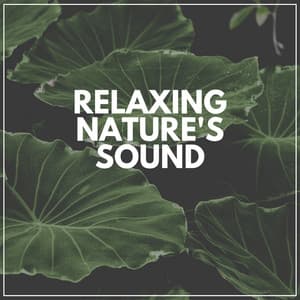 Relaxing Nature's Sound - Nature Soundscapes