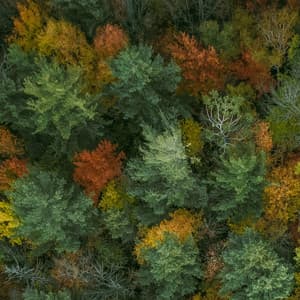 50 Songs With Nature: Fall - Baltic Nature Sounds