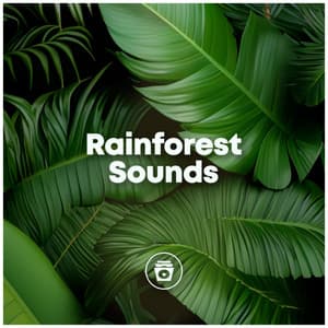 Rainforest Sounds - Sounds for Life