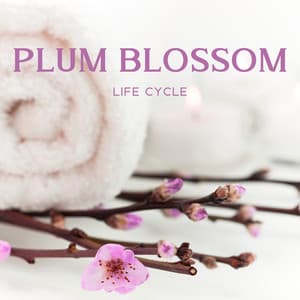 Plum Blossom Life Cycle - World of Spa Massages