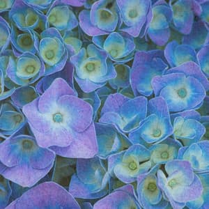 Classical Peaceful Vibes - Claude Debussy