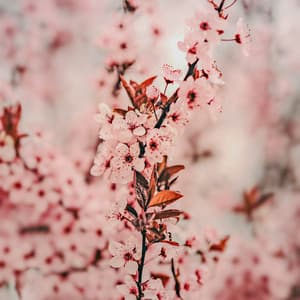 25 Calming Nature Vibes: Peaceful Gardens - Baltic Nature Sounds