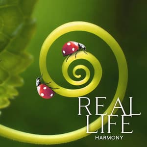 Real Life Harmony - Silent Meditation Zone