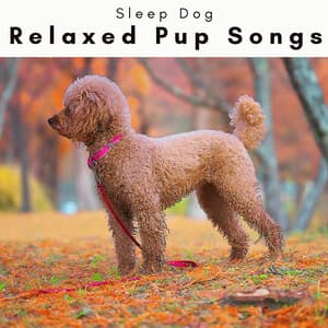 4 Paws: Relaxed Pup Songs - Sleep Dog
