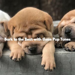 Bark to the Beat with these Pup Tunes - Dog Music Hour
