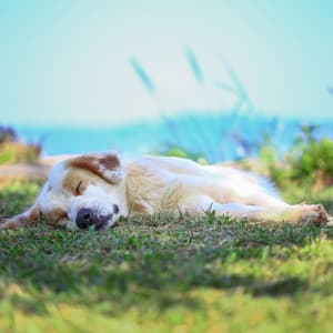 Dogs' Dreams: Summer Nature's Lullaby - Mother Nature Recordings