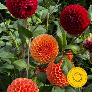 Shostakovich: Symphony No. 10 - Dmitri Shostakovich