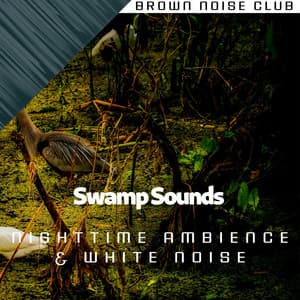 Swamp Sounds - Nighttime Ambience & White Noise, Loopable - Sleep Crickets