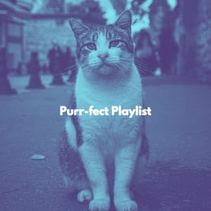 Purr-fect Playlist - Relax My Cat