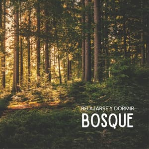 Relajarse Y Dormir: Bosque - Sueño Profundo Club