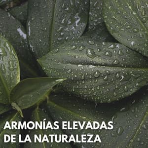 Armonías Elevadas De La Naturaleza - Grabaciones de la naturaleza LBE