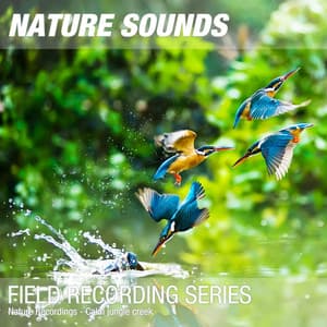 Nature Recordings - Calm jungle creek - Nature Sounds