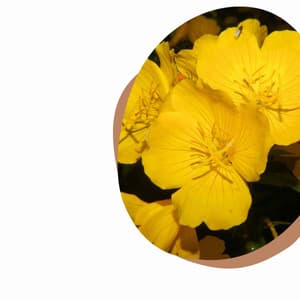 Number One - Spa Days at Home - Spa Music Playlist