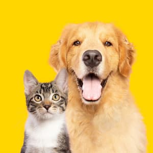 Soft Music to Relax Your Pets - Alpha Waves