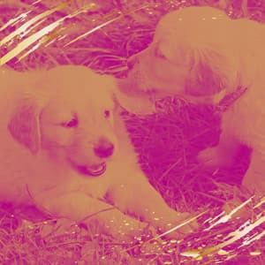 Backdrop for Calming Puppies - Glockenspiel Music - Dog Music Experience