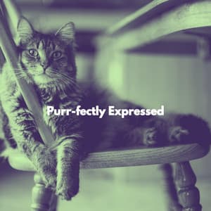 Purr-fectly Expressed - Sleepy Cat