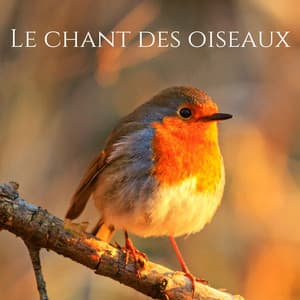 Le chant des oiseaux: La nature sonne pour la détente, Dormir, Méditation - Nature Académie