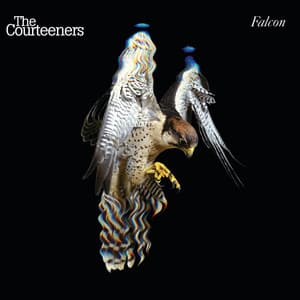 Falcon - Courteeners