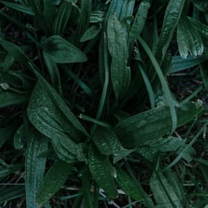 365 Rainfall: Zen - Meditation Rain Sounds