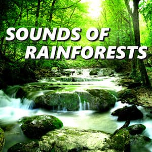 Sounds of Rainforests - Rainforest Sounds