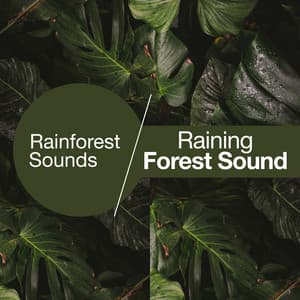 Raining Forest Sound - Rainforest Sounds