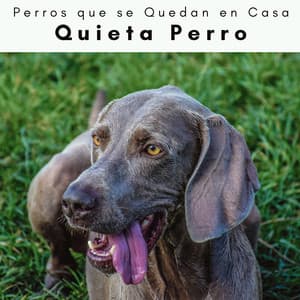 4 Patas: Quieta Perro - Perros que se Quedan en Casa