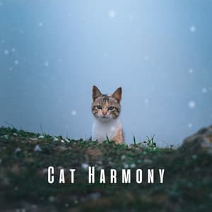 Cat Harmony: Serene Lofi Tracks and Chill Music - HIP-HOP LOFI