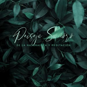 Paisaje Sonoro de la Naturaleza y Meditación para Relajarse: Terapia de Sanación Musical New Age - Academia de Música para Estudiar Fácilmente