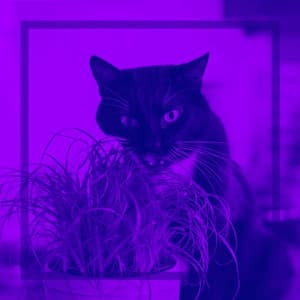 Resting Cats - Cat Music Jukebox