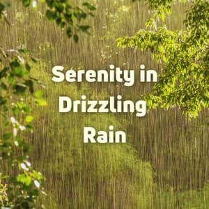Serenity in Drizzling Rain - Rain Sound Studio