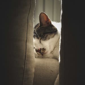 Catnap Zen: Soothing Meditation Music for Felines - Zen Natural Sounds