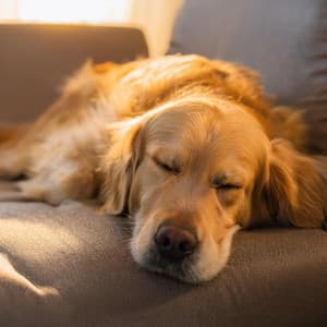 Calma De Perros: Caminos Musicales Relajantes - Caminos de Niebla