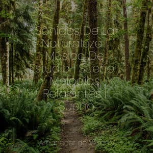Sonidos De La Naturaleza | Música De Estudio | Sueño | Melodías Relajantes | Sueño - Massage Therapy Music