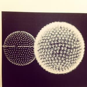 Expressions - Linkwood