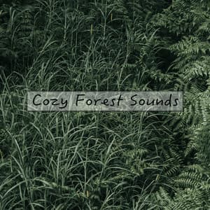 Cozy Forest Sounds - Forest Sounds