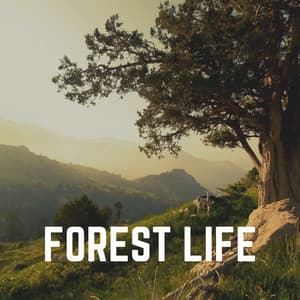 Forest Life - Weather Sounds