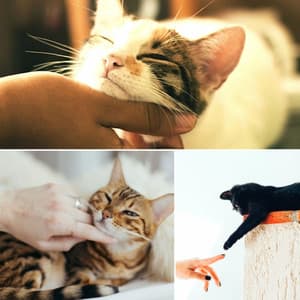 Jazz Trio - Ambiance for Cute Cats - Sleepy Cat