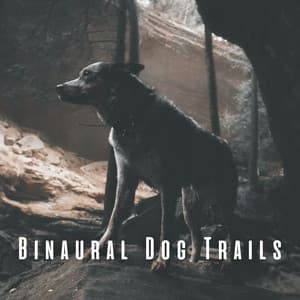 Binaural Dog Trails: Soothing Rain Tunes with Theta Waves - Forest Rain FX