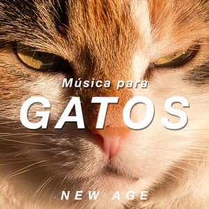 Música para Gatos - Sons Relajantes para Ayudar a Calmar a su Gato com Sons da Natureza - Sons da Natureza & Relaxamento