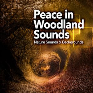 Peace in Woodland Sounds - Nature Sounds & Backgrounds